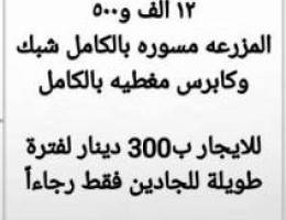  للإيجار مزرعة في العبدلي قطعة 2 قريبه من شارع الفلاح 