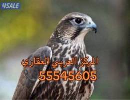  للإيجار شقة الاندلس ق9 