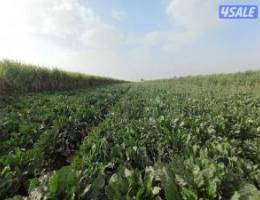  للايجار دور ثاني بالمنقف ٦غرف ٤حمام ٢صاله ٢مطبخ 