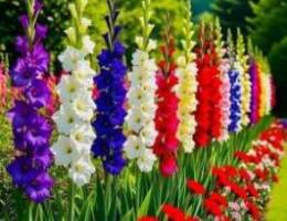  للاجار شقه بوفطيره سرداب ساقط 