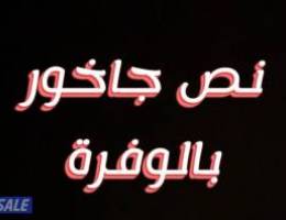  نص جاخور بالوفرة 