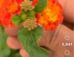  مطلوب مزرعه للإيجار سنوي مساحة كبيرة واصلها ماء وكهرباء 