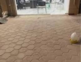  محلات في أسواق القرين ومحلات في العارضيه الصناعيه 