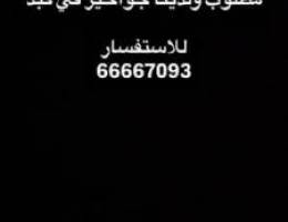  مطلوب جواخير للإيجار سنوي 