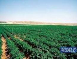  مطلوب مزرعة اجار سنوي الوفره . 