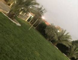  مزرعه بالعبدلي للعوايل 