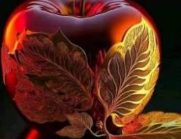  استديوهات للايجار عائلات 