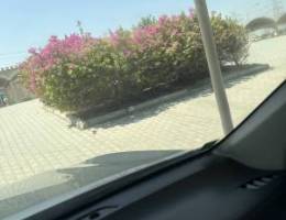  للايجار دور ارضي في الواحه قطعه ٢ مكون من ٣غرف وصاله وديوانيه ومطبخ مج 