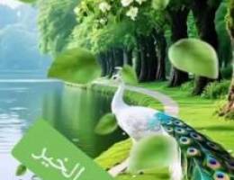  للايجار شقه با ابو حليفه الجديده ٣غرف ٣حمام وصاله ومطبخ وغرفة خ 