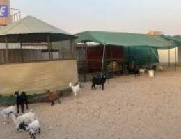  للإيجار حوطه 