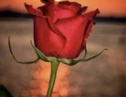  شقه للايجار بنيد القار 
