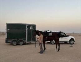  مدرسة خيل متنقلة 