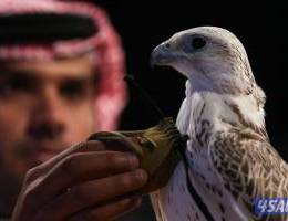 الايجار شقه في المطلاع 