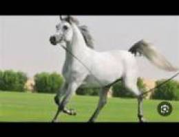  اسطبلات الاحمدي 