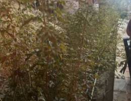  للإيجار فله ثلاث واجهات حوض سباحة يصلح حضانة او لجنة او معهد تعليم 