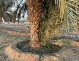  للبيع فسايل فحول فروخ غنامي 