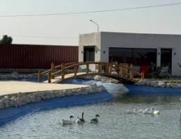  مزرعه بالعبدلي 