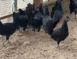  مطلوب ربع جاخور بجبد قطعه ١٢ اجار شهري 