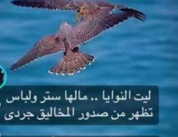  للإيجار//جنوب عبدالله مبارك ق٥//شقتين معرس كويتي فقط 