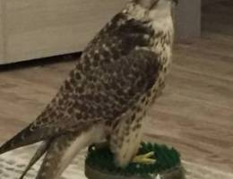  شقه الدور الثاني ٣غرف صاله ومطبخ وحمامين  الغرفه الرئسيه ماستر 