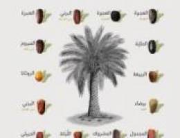  للايجار شقة بصباح الاحمد قB3 شقة فايف ستار 