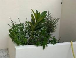  للإيجار بيت حكومة في كيفان 