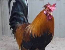  مطلوب ربع جاخور ١٥٠ 