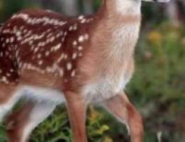  استراحة دكة غزال لايجار 