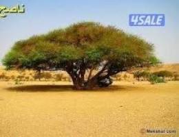  جاخور للحلال 