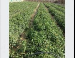  مطلوب مزرعه للاجار. للحلال  في الوفره 50الف 