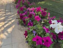  شقة ٣ غرف الفنيطيس جديده سكن المالك 