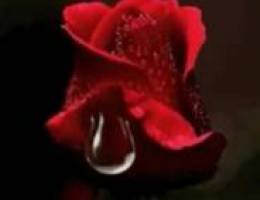  ‏شقق للإيجار ثلاثة غرفة حمام٢ واحد مطبخ واحد صالة لجميع الشركات 