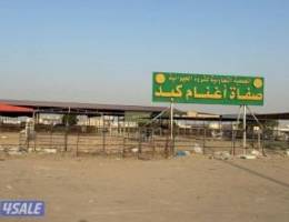  مطلوب ربع نص جاخور 