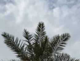  للايجار شقه في الخيران للعائلات فقط 