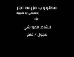  مطلوووب مزرعه بالعبدلي او صليبية اجار لنشاط المواشي 