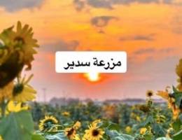  نص سرداب  150 متر تقريبا 