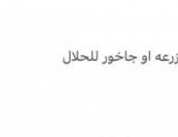 مطلوب مزرعه او جاخور للحلال التواصل واتس اب 