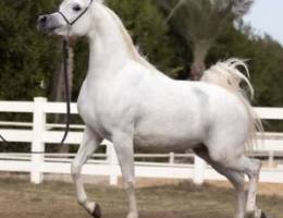  مطلوب مزرعه 