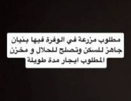  مطلوب مزرعة في الوفرة 