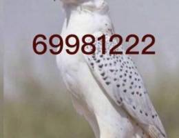  ‏للإيجار بيت دورين بالفردوس 