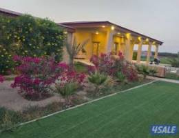  الدرة فارم العبدلي V.I.P 