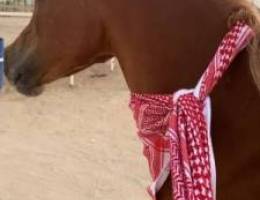  مطلوب مزرعة اجار سنوي 