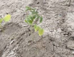  الخيران البحرية 