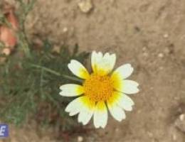  للايجار غرفه بحمام بالصباحيه ق1 