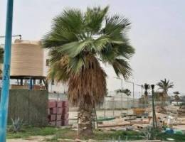  للايجار ارض فضاء بالخيران مساحة ١٢٣٤ ترى البحر مباشرة 