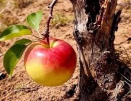  للإيجار حكومى وقسايم وشقق وأدوار وإستديوهات بعموم مناطق الجهراء 