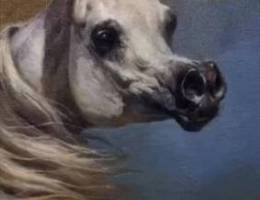  مطلوب مزرعة خيل في الوفره مدة طويلة فيها بناجر و بواديك للاجار 