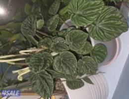  منزل دورين مجدد بالكامل 