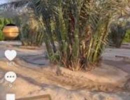  مزرعه نخل للاستثمار 