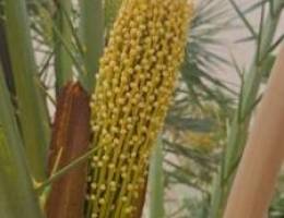  للايجار فيلا دورين تكيف سنترال وسخانات مركزية 